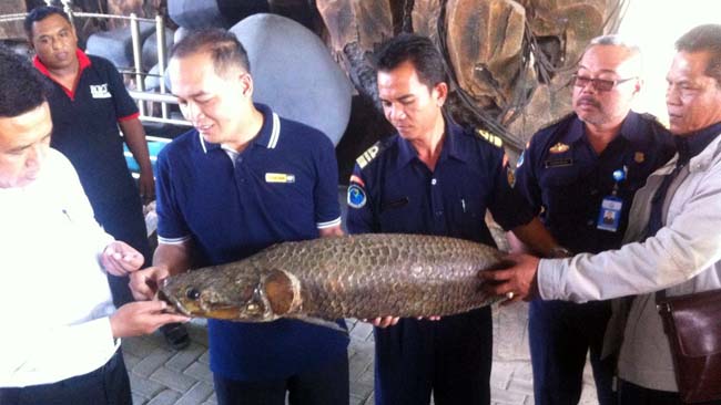 Kementerian Kelautan dan Perikanan Tinjau Ikan Arapaima di Jombang