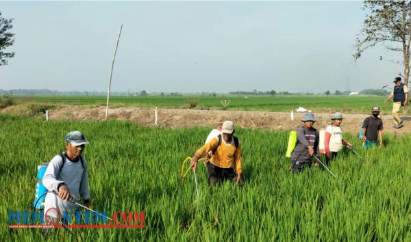 Atasi Perubahan Iklim, Dinas Pertanian Jombang Gelar Gerakan Pengendalian Organisme Pengganggu Tumbuhan