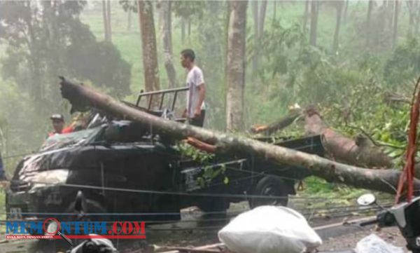 Satu Korban Meninggal dan Dua Luka, Akibat Pohon Tumbang di Jalan Raya Ngantang - Kediri